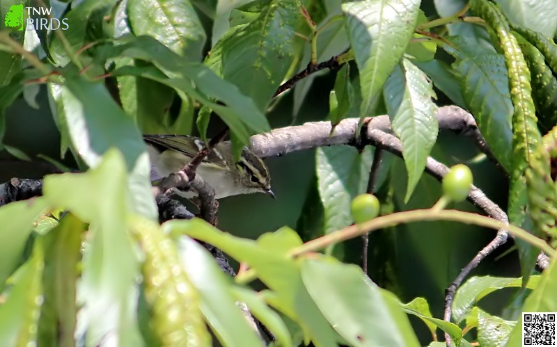 Lemon-rumped Warbler